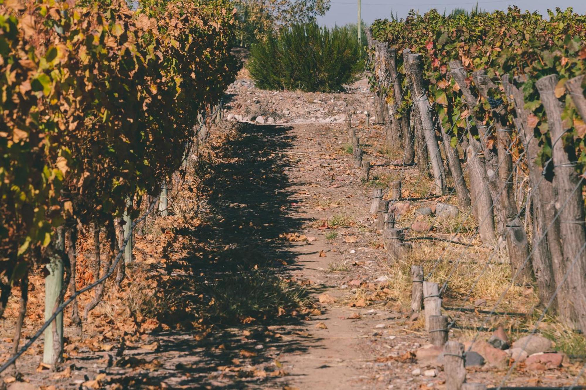 Rosell Boher Winery Lodge & Spa Agrelo Exterior foto